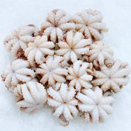 octopus baby fish 500gm