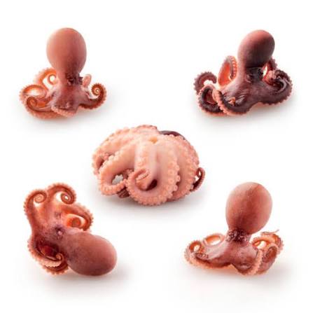 octopus baby fish 500gm